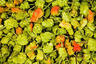 Steam新一周销量榜 《V Rising》二连冠